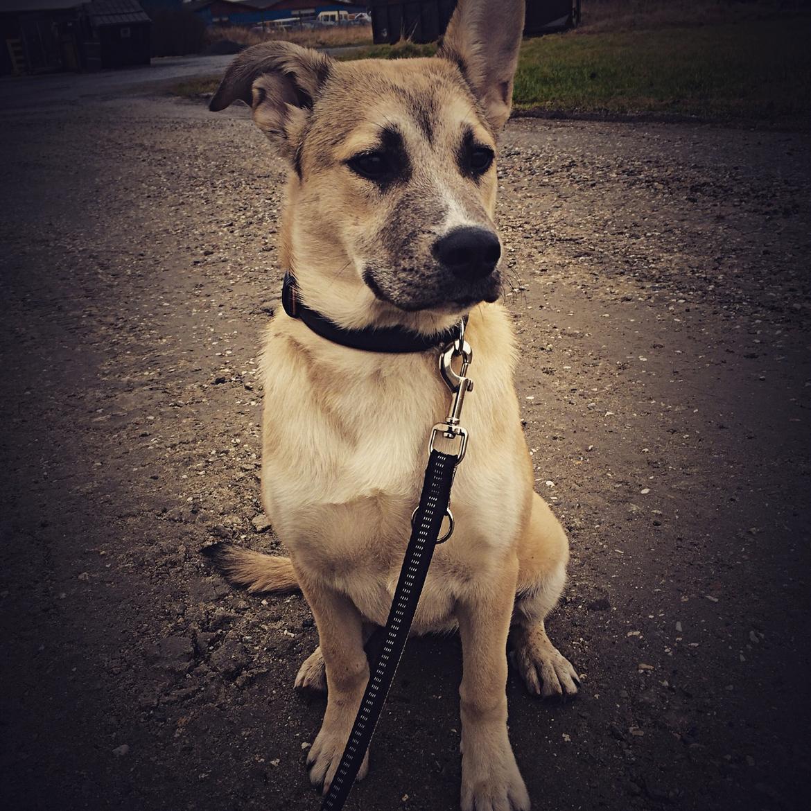 Blanding af racer Luna billede 17