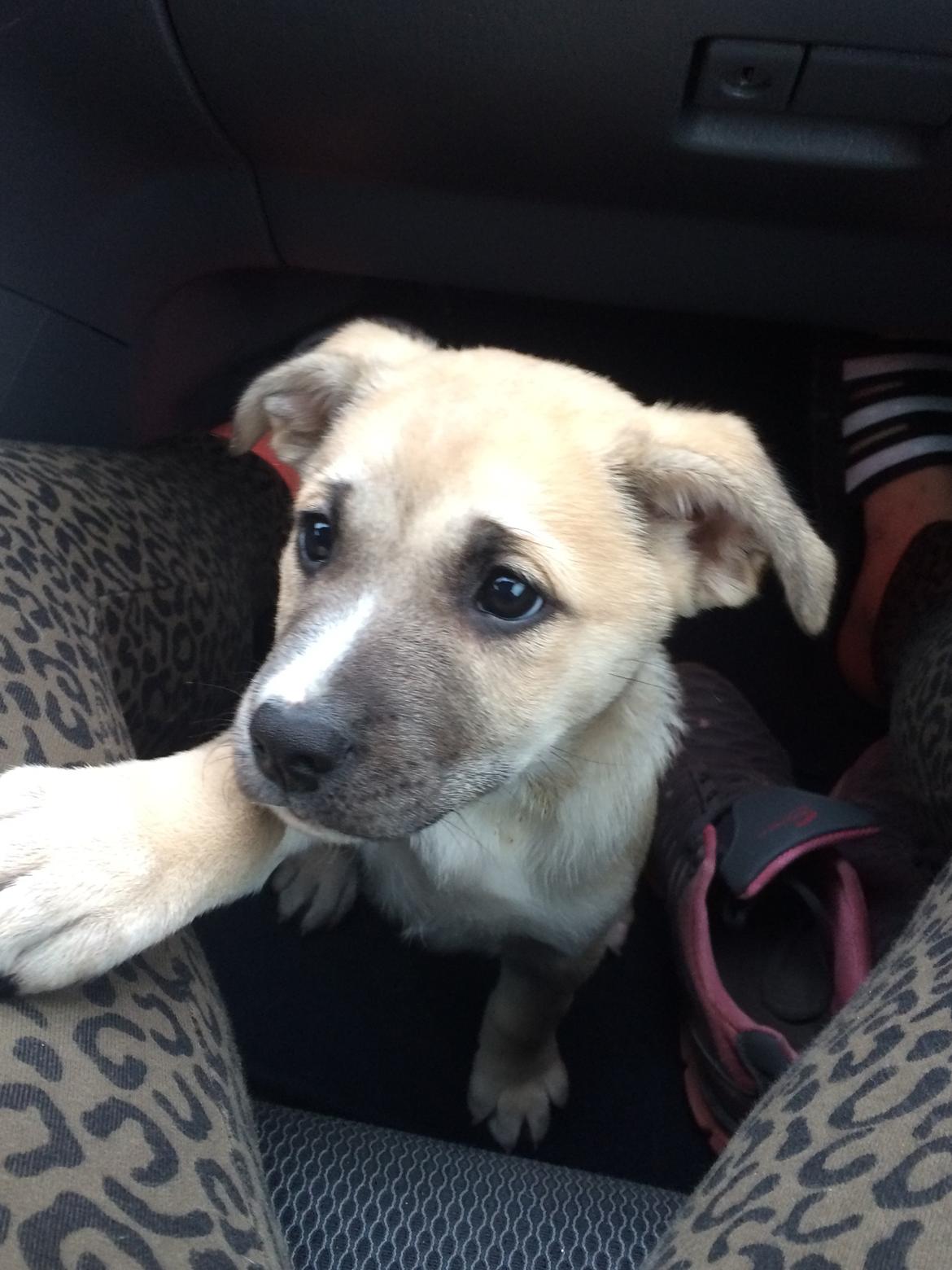 Blanding af racer Luna billede 19