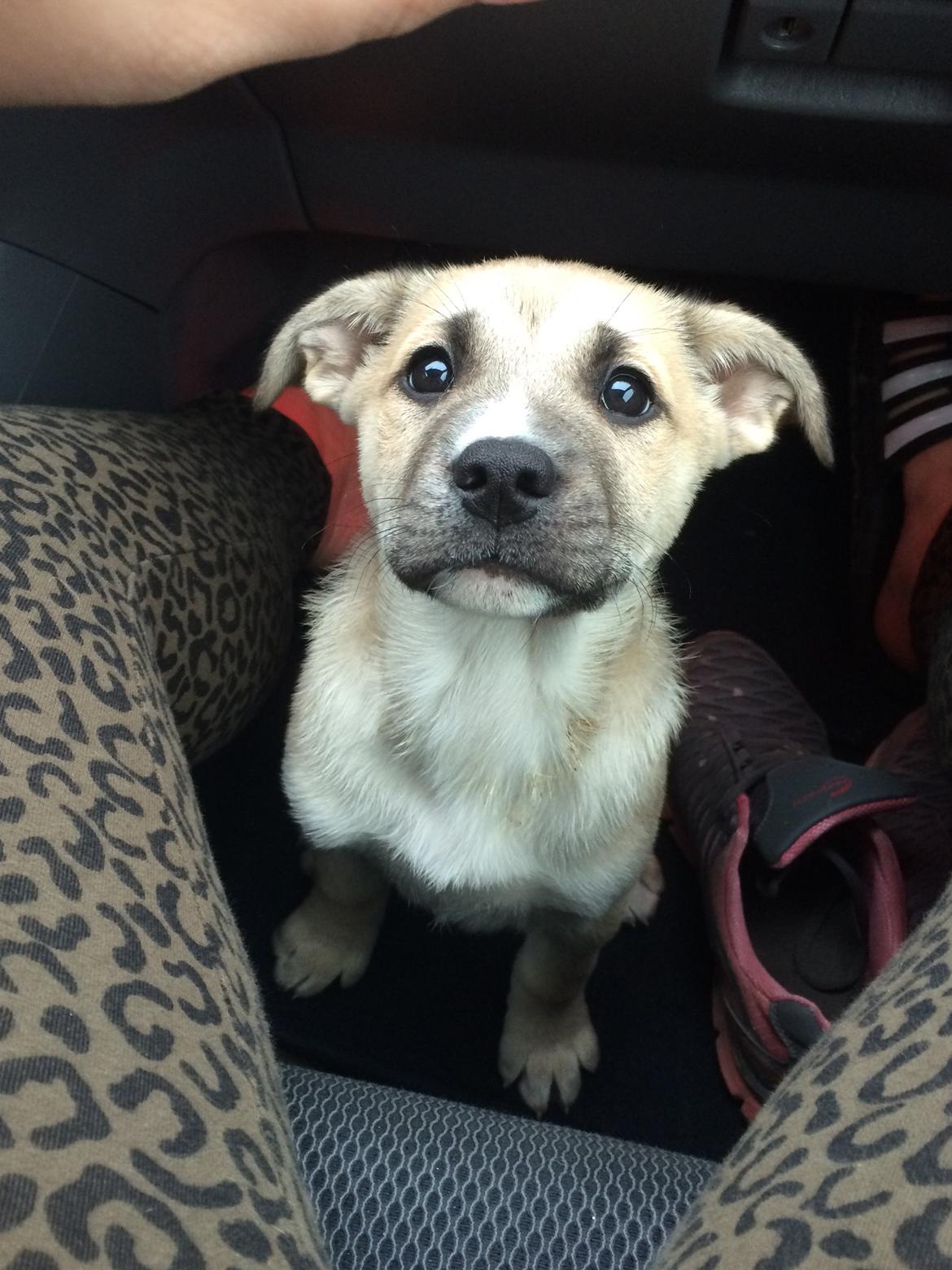 Blanding af racer Luna billede 18