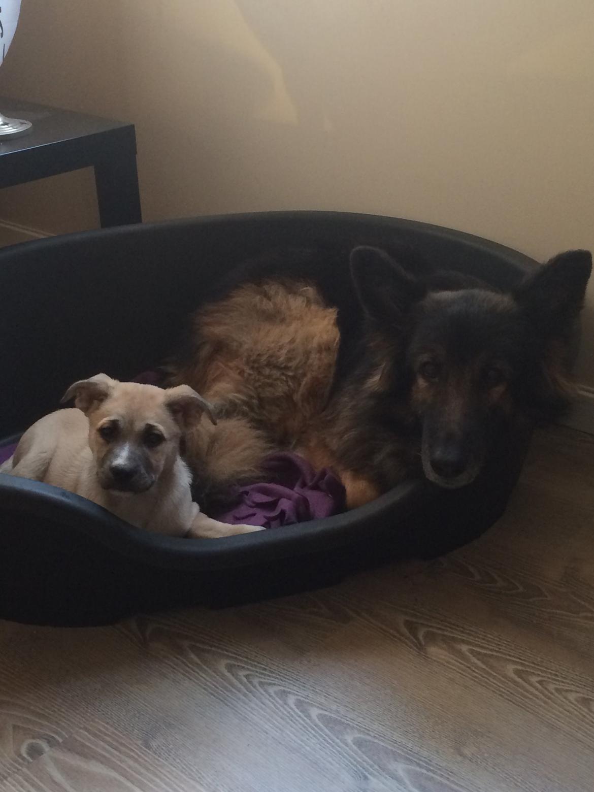 Blanding af racer Luna billede 20