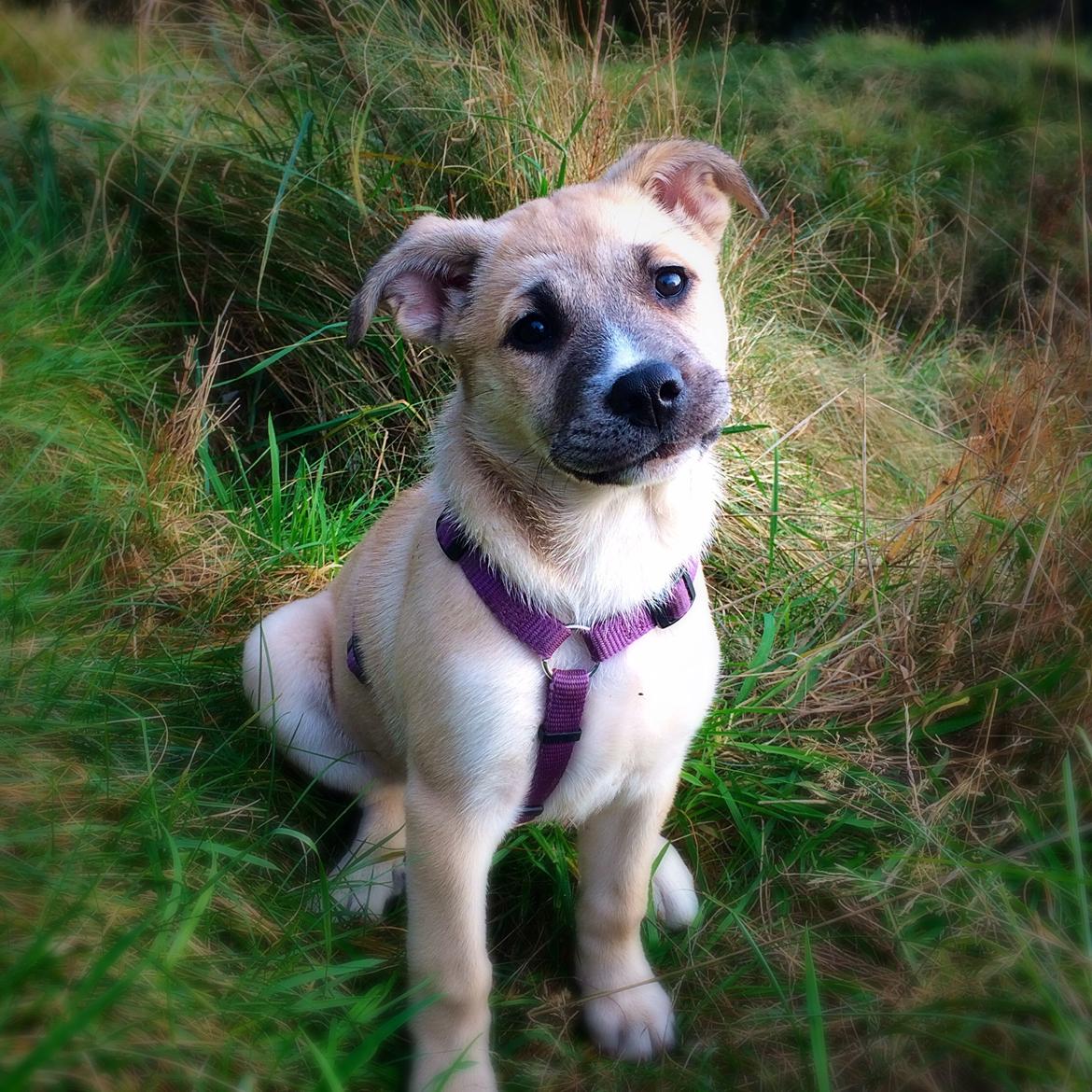 Blanding af racer Luna billede 22