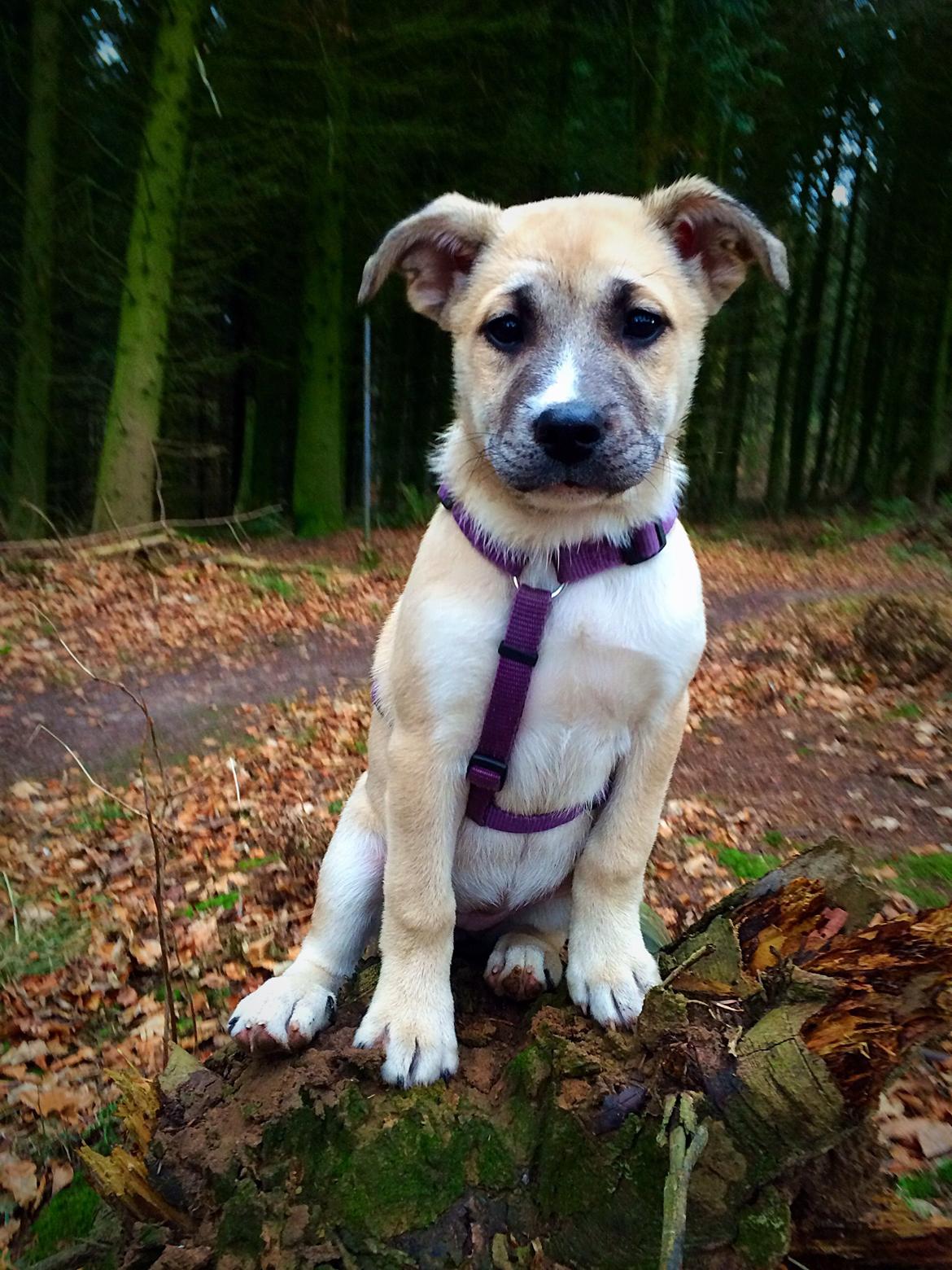 Blanding af racer Luna billede 21