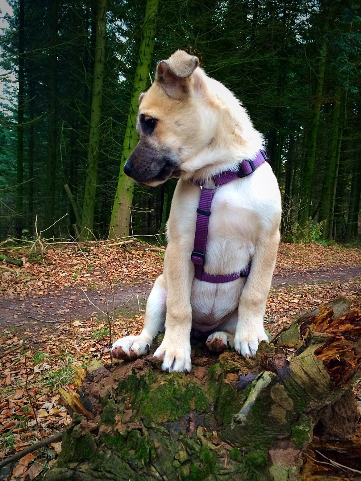 Blanding af racer Luna billede 24