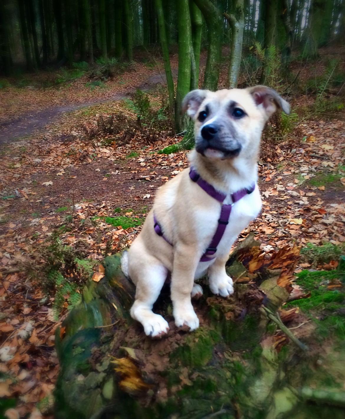 Blanding af racer Luna billede 25