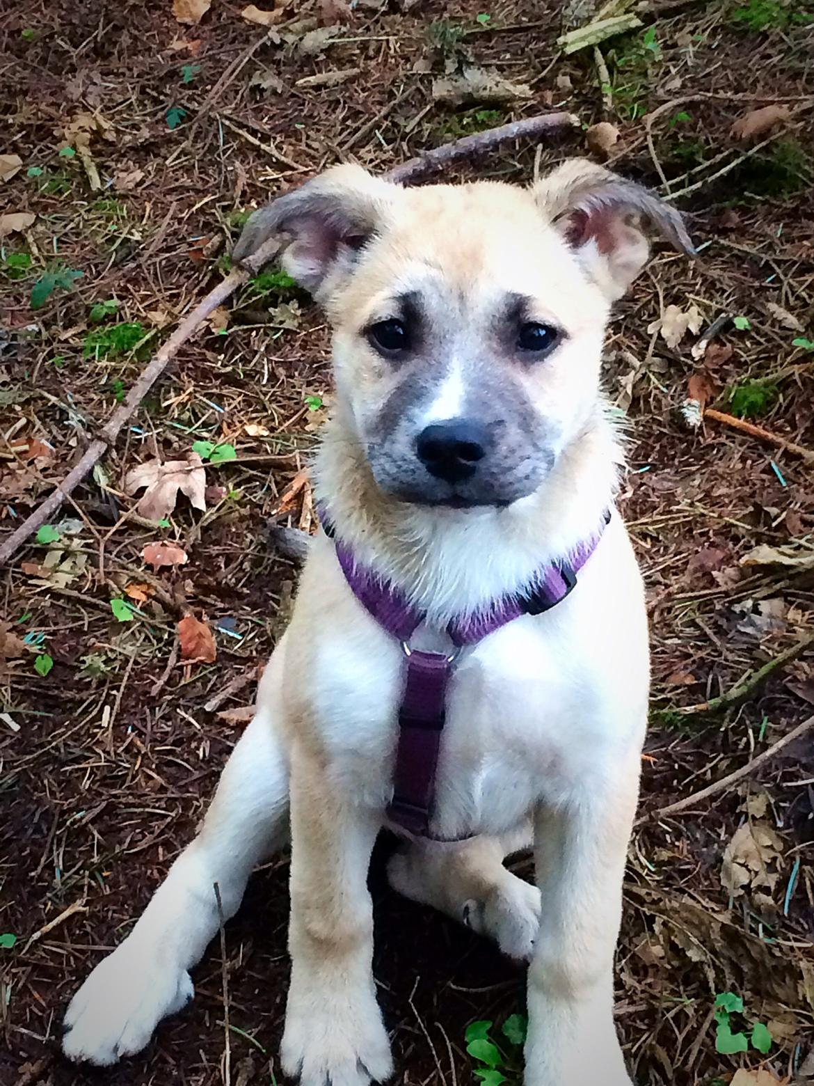 Blanding af racer Luna billede 26