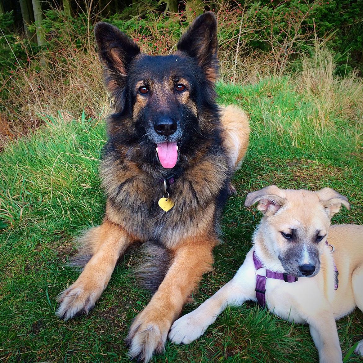 Blanding af racer Luna billede 27