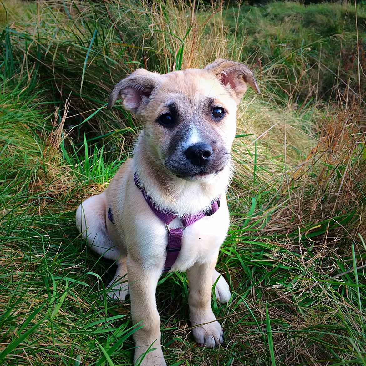 Blanding af racer Luna billede 23