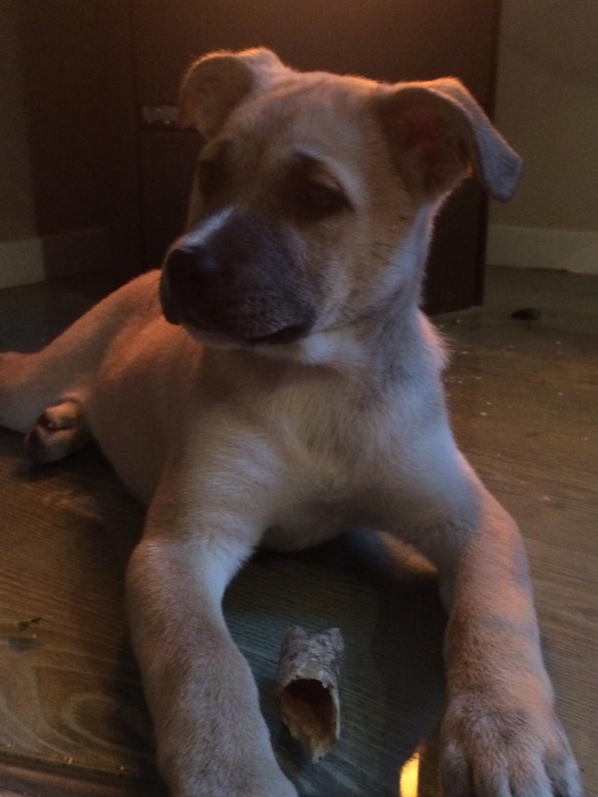 Blanding af racer Luna billede 29