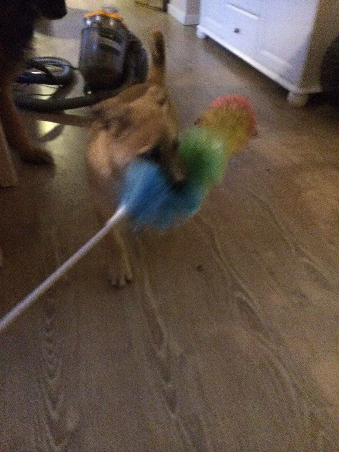 Blanding af racer Luna billede 30