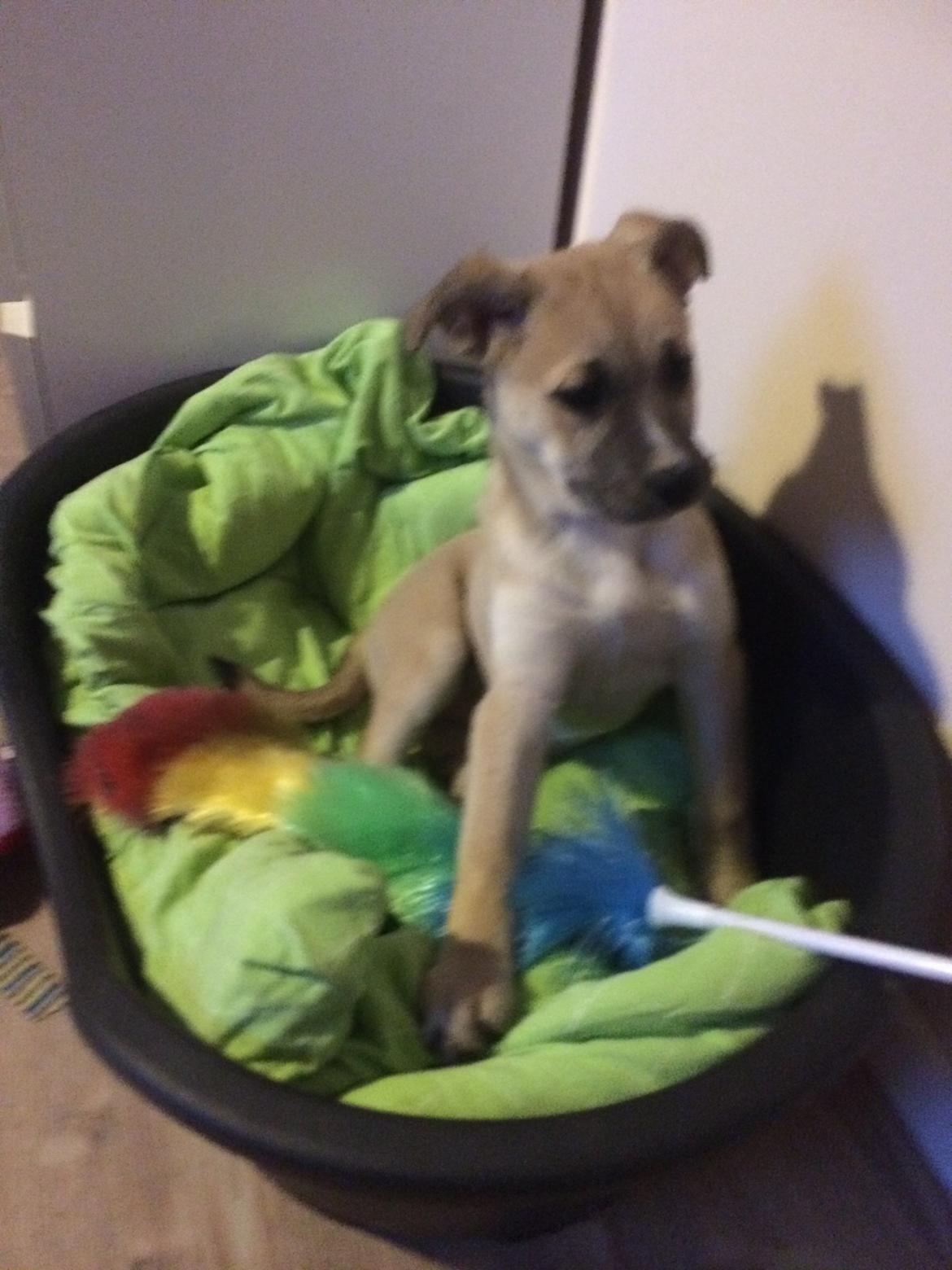 Blanding af racer Luna billede 31