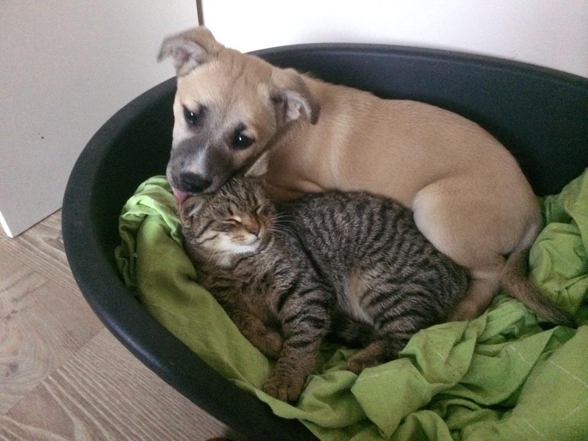 Blanding af racer Luna billede 32