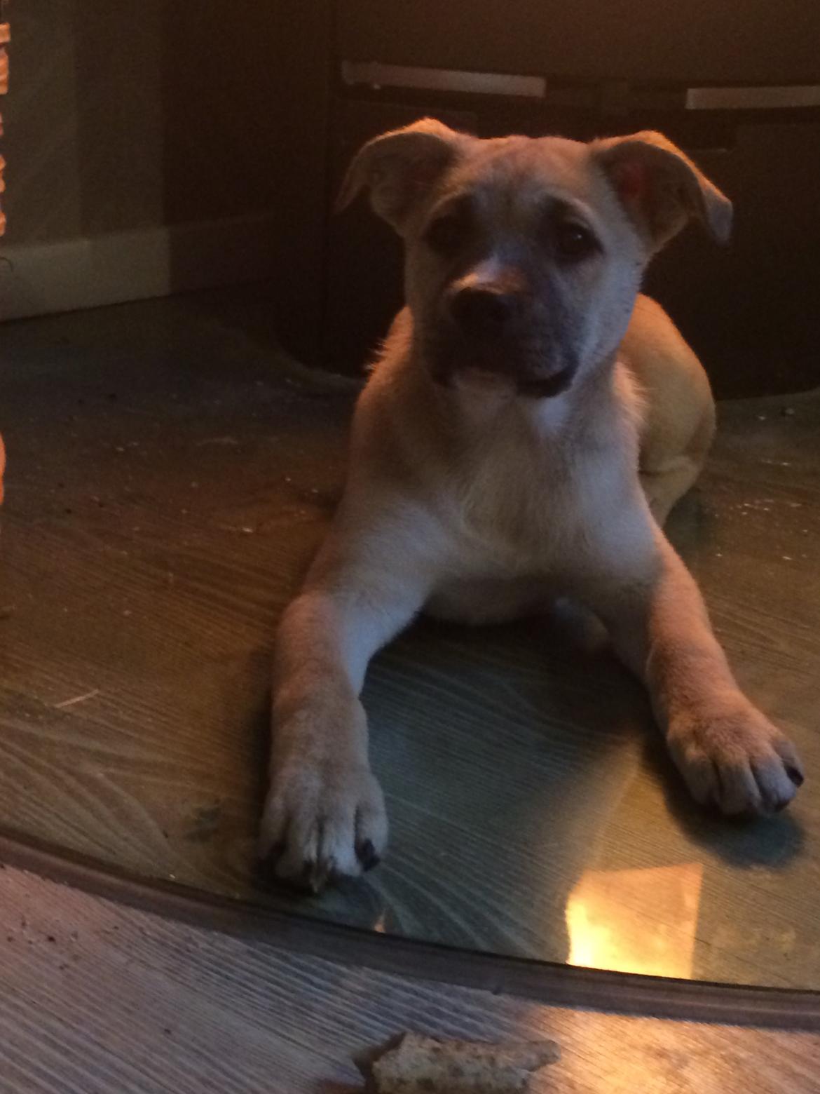 Blanding af racer Luna billede 28