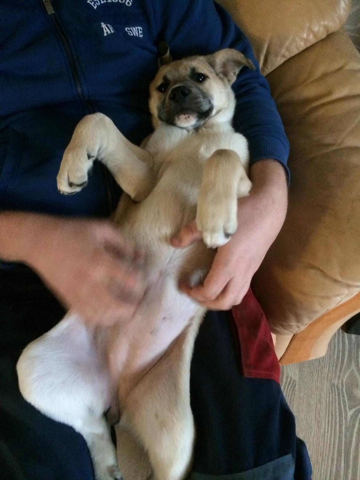 Blanding af racer Luna billede 35