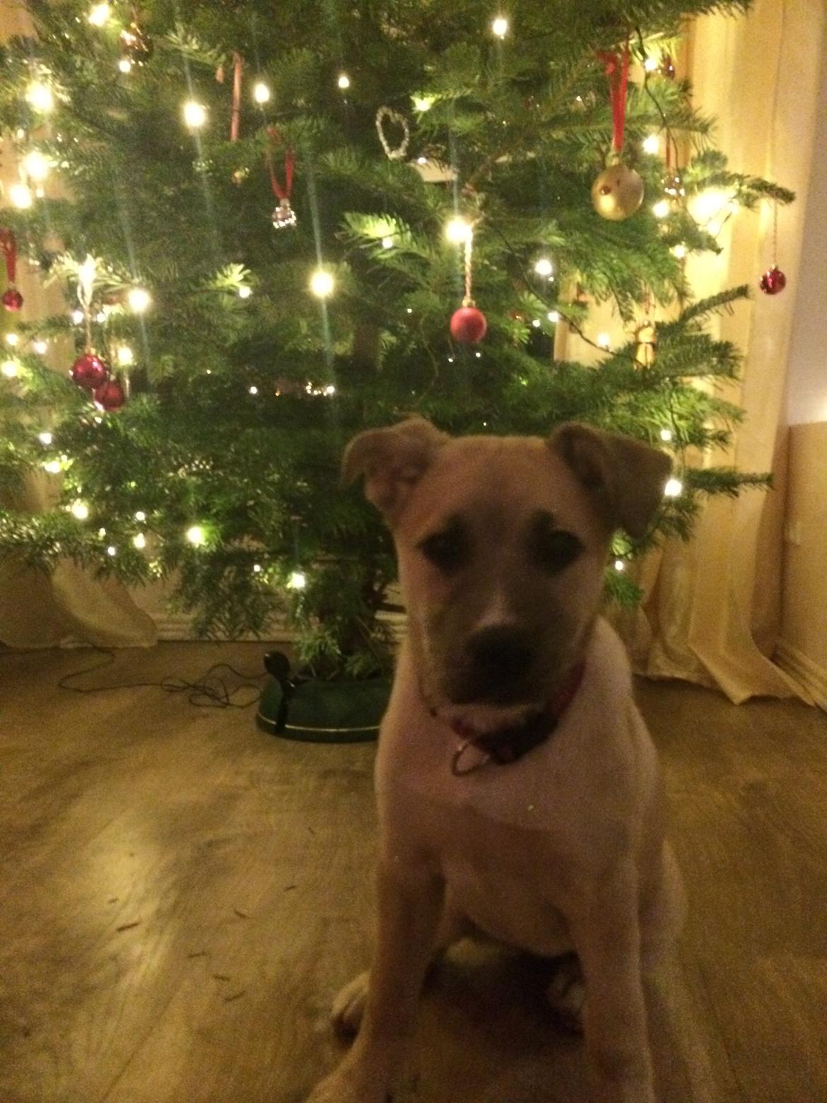 Blanding af racer Luna - jul 2014 billede 36