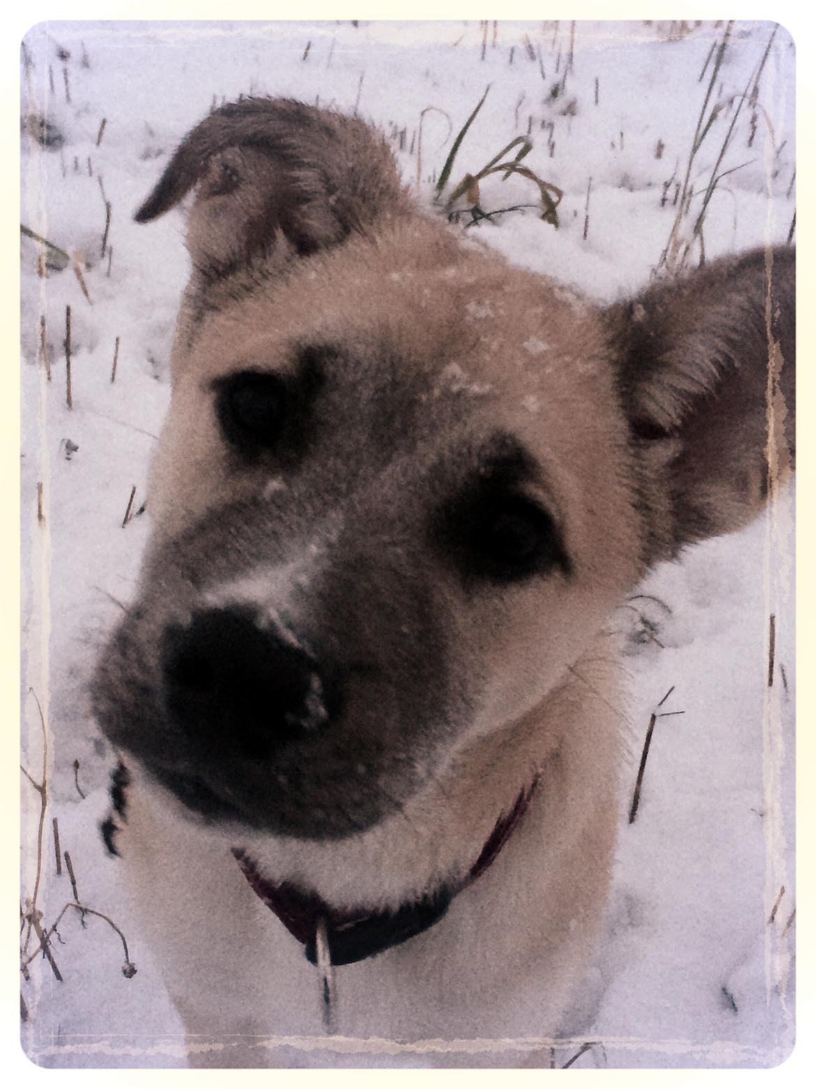 Blanding af racer Luna billede 37