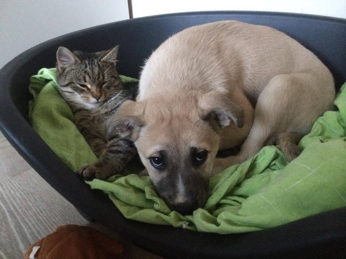 Blanding af racer Luna billede 33