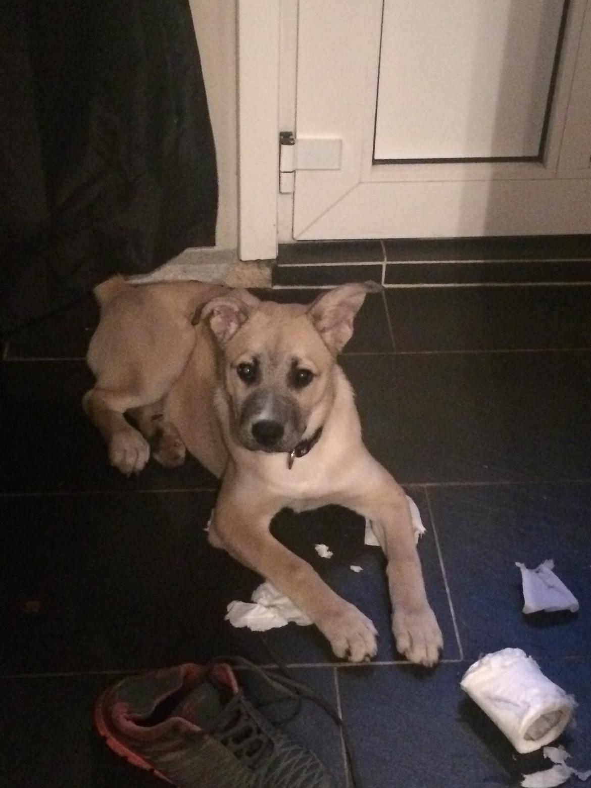 Blanding af racer Luna - det var ikk mig!!! billede 39