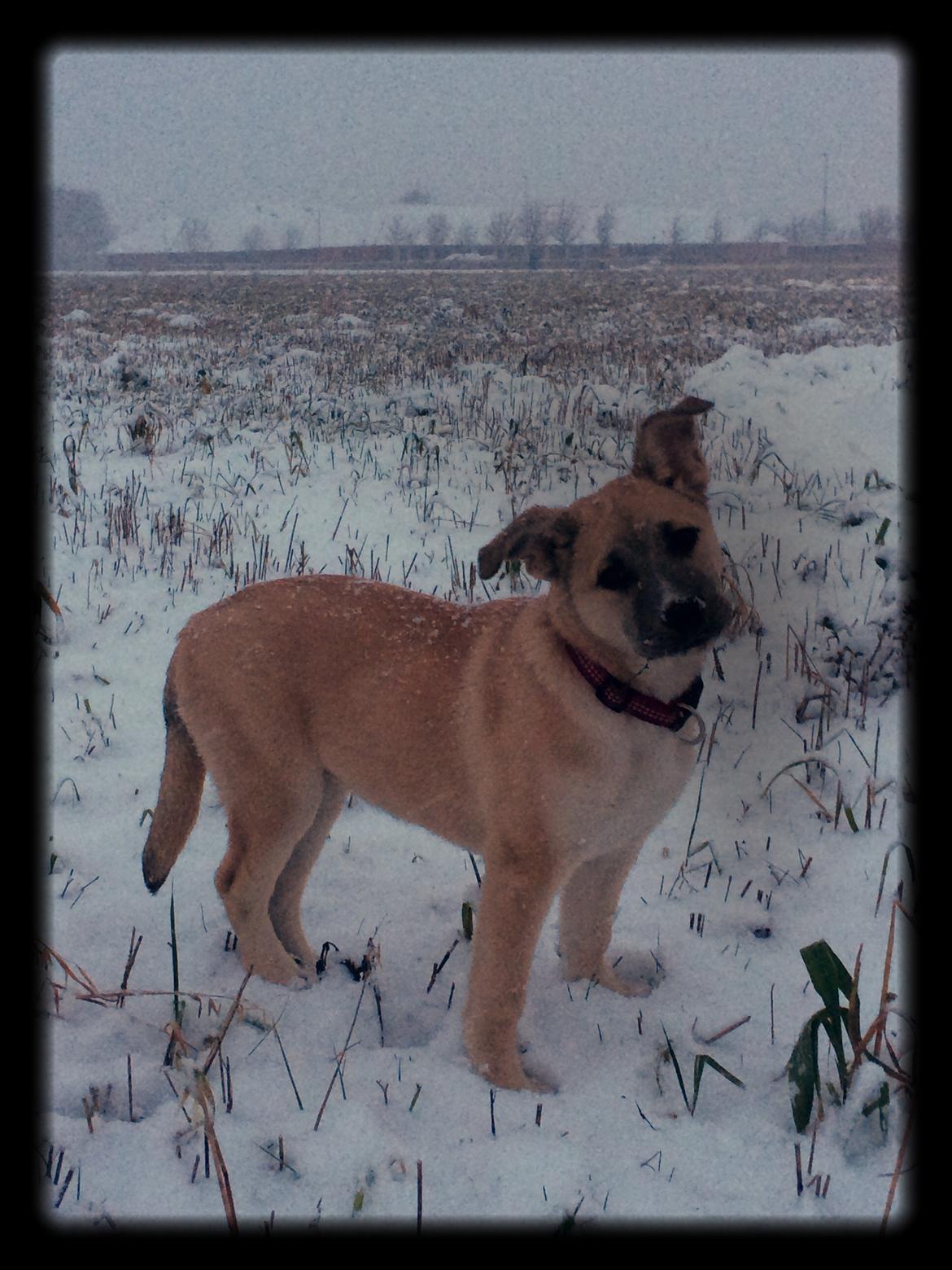 Blanding af racer Luna billede 38