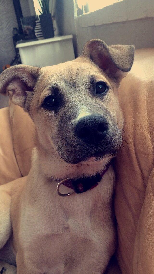 Blanding af racer Luna billede 40