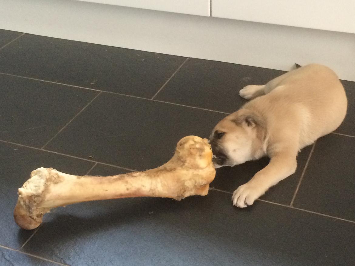 Blanding af racer Luna billede 41