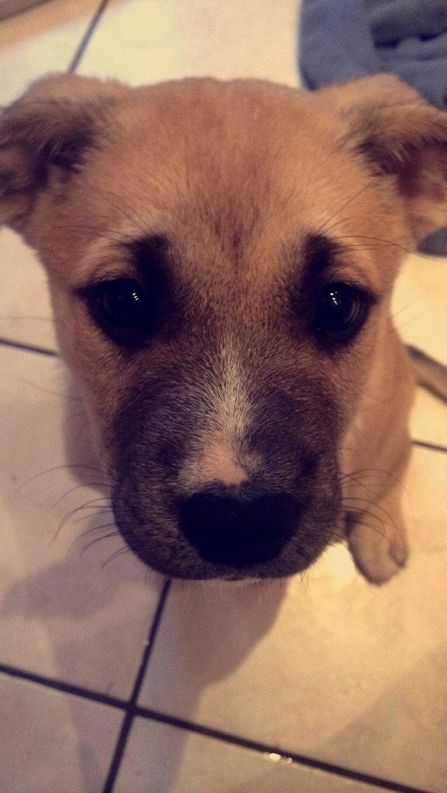 Blanding af racer Luna billede 43