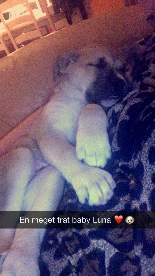 Blanding af racer Luna billede 42