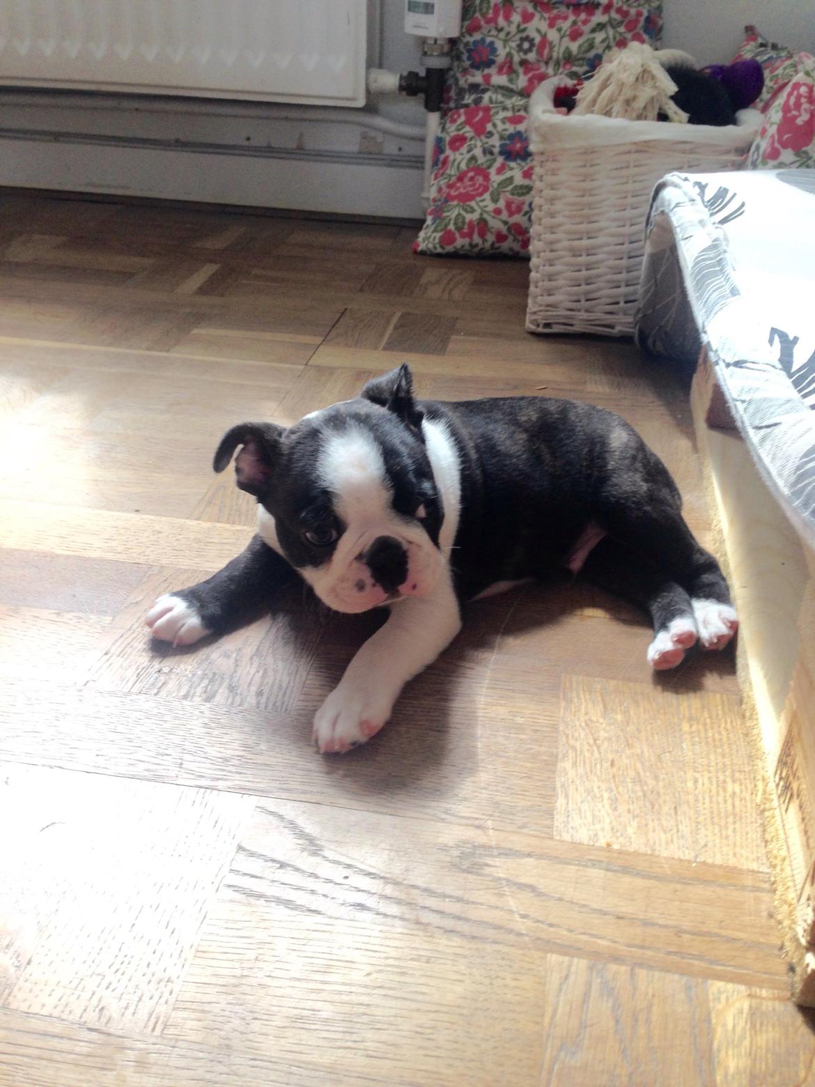 Boston terrier Viggo billede 9