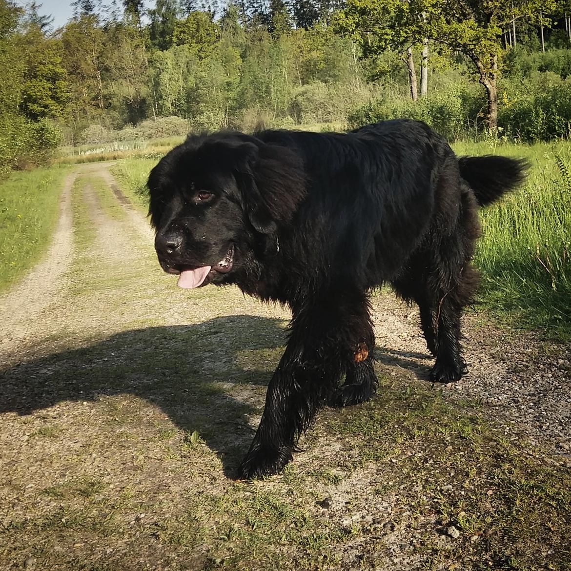 Newfoundlænder Samson billede 1