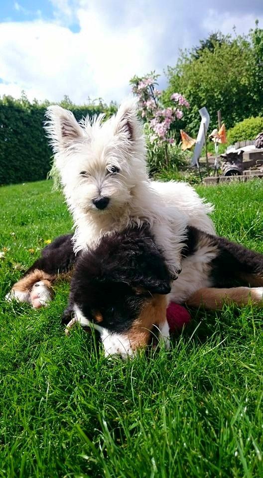 West highland white terrier Dipsy - Dræberhunden Dipsy ;-) , Berner sennen er 4 uger yngere billede 1