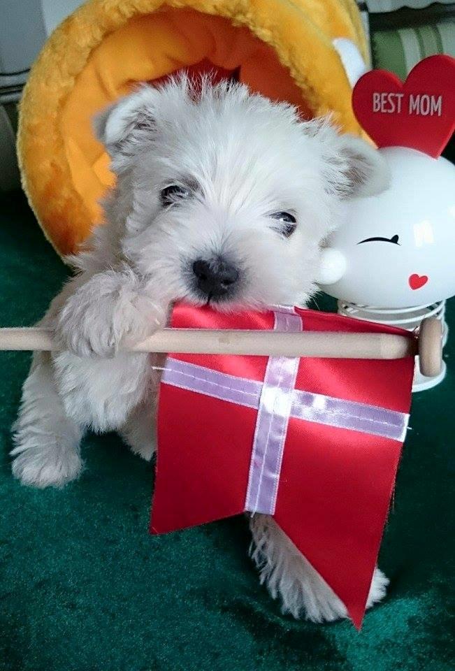 West highland white terrier Dipsy billede 26