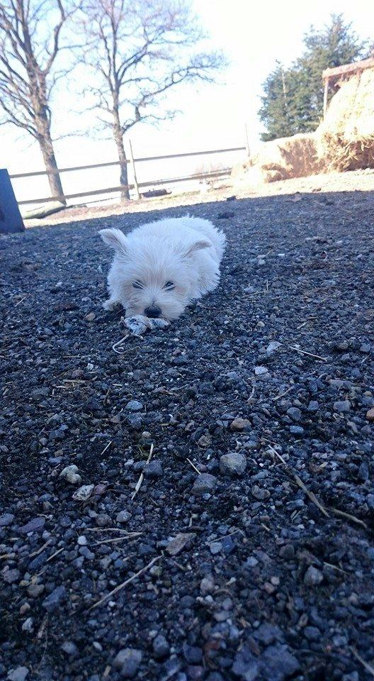 West highland white terrier Dipsy billede 17