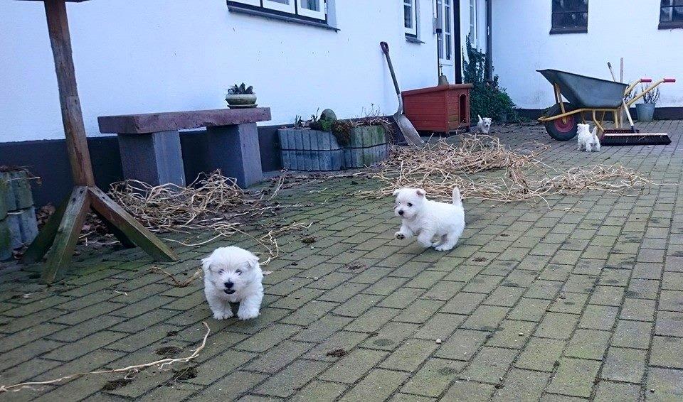 West highland white terrier Dipsy billede 33