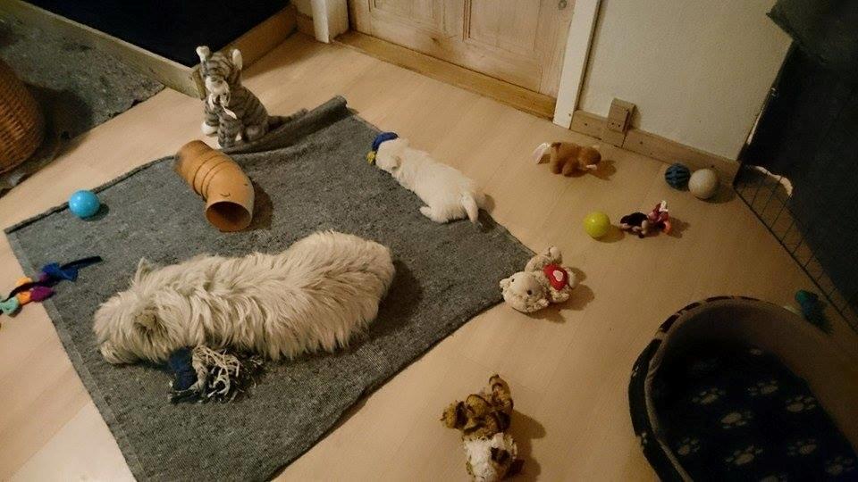 West highland white terrier Dipsy billede 39