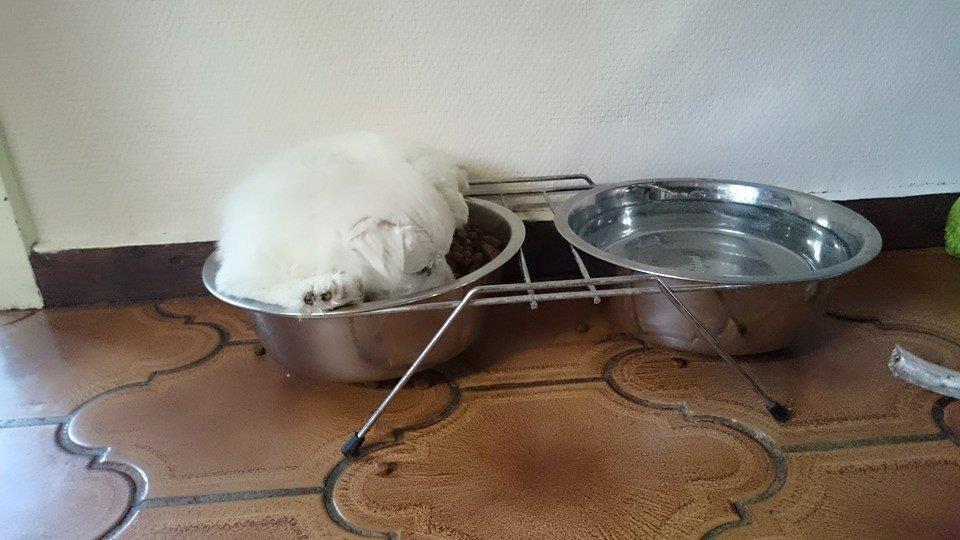 West highland white terrier Dipsy billede 27