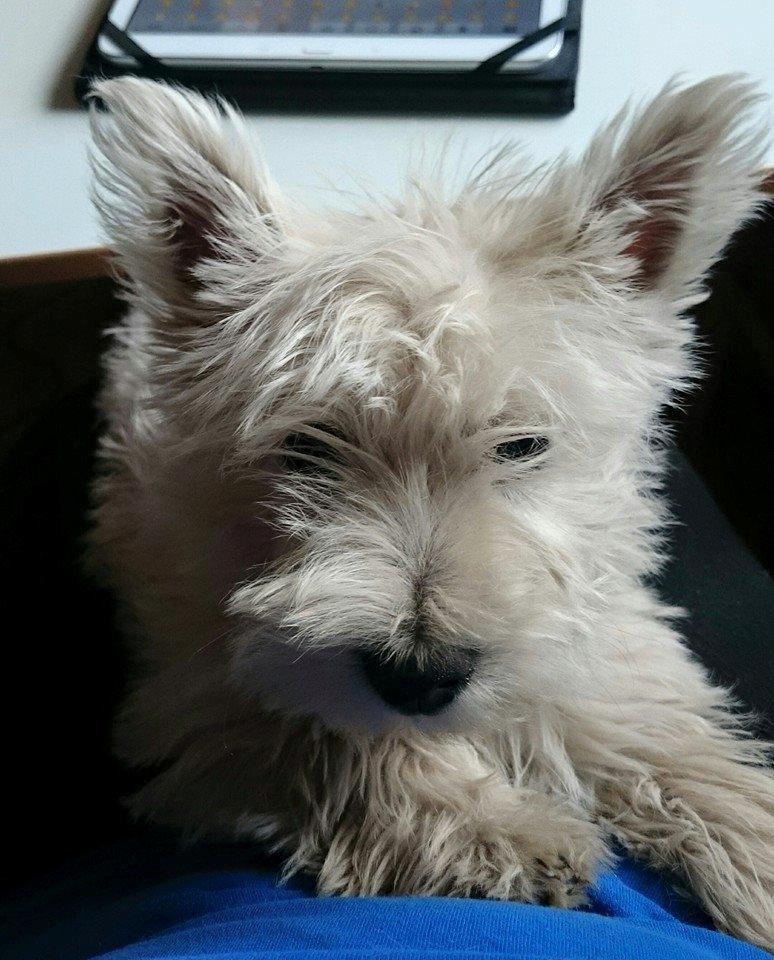 West highland white terrier Dipsy billede 21