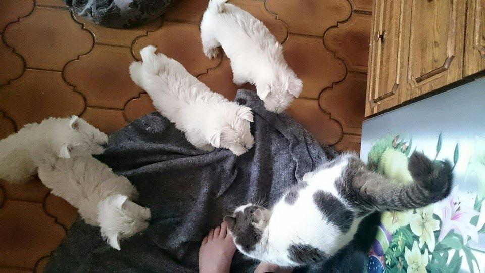 West highland white terrier Dipsy - Dipsy og hendes søskene hilser på Pjuske billede 28