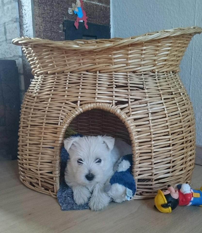 West highland white terrier Dipsy - Dipsy i hulen billede 34