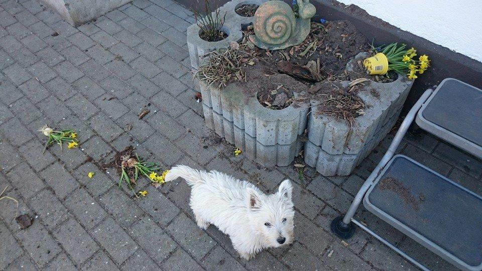 West highland white terrier Dipsy - MIG !!!! Jeg har ikke gravet i bedet  billede 16