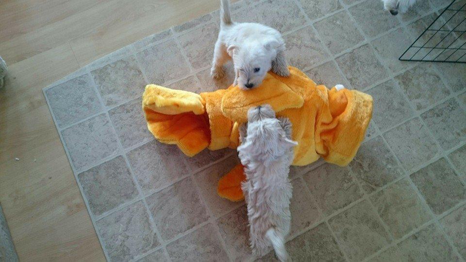 West highland white terrier Dipsy - Deres elsked fisk billede 35