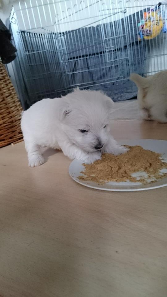 West highland white terrier Dipsy billede 41