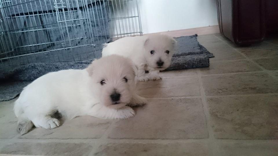 West highland white terrier Dipsy - Dipsy og Anton billede 42