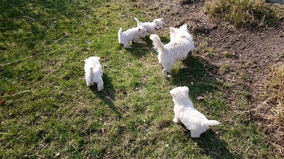 West highland white terrier Dipsy billede 29