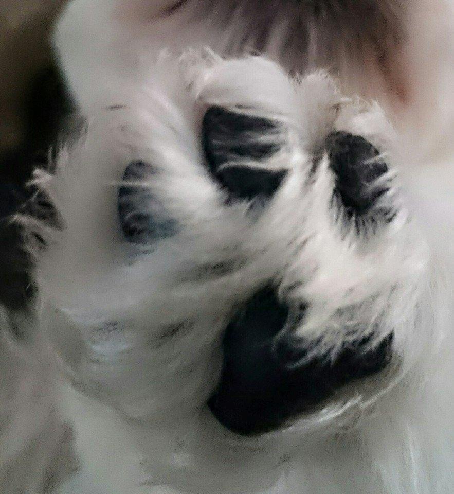 West highland white terrier Dipsy billede 24