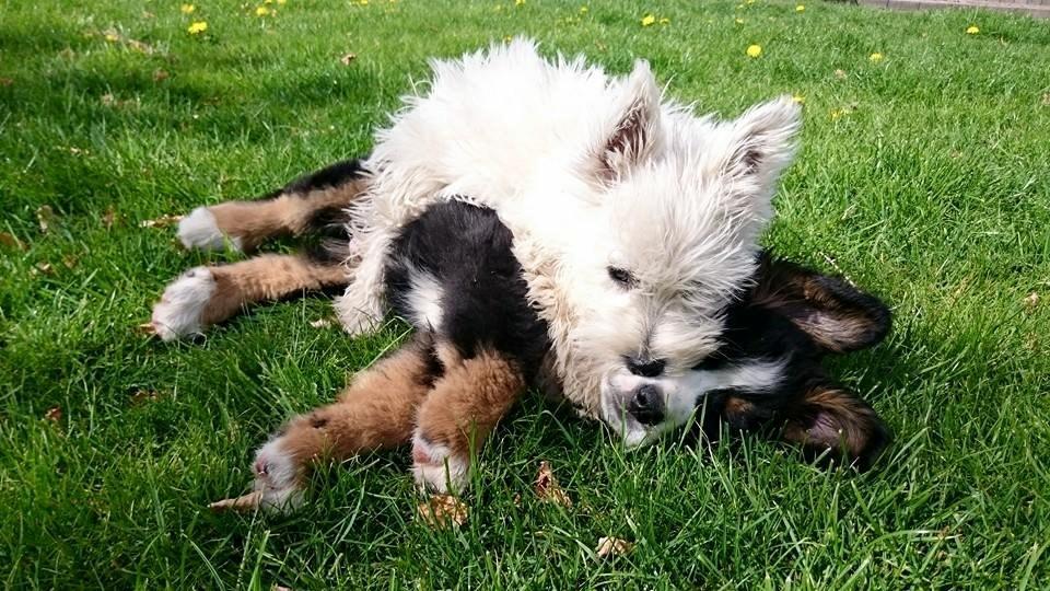 West highland white terrier Dipsy - Dipsy og Asland 4 ugers forskel  billede 4