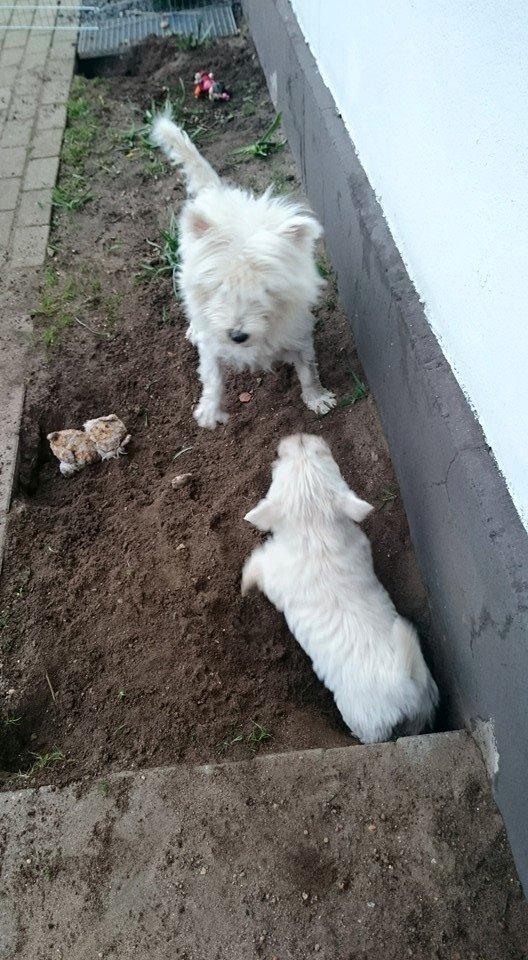 West highland white terrier Dipsy - Mor og Dipsy billede 20