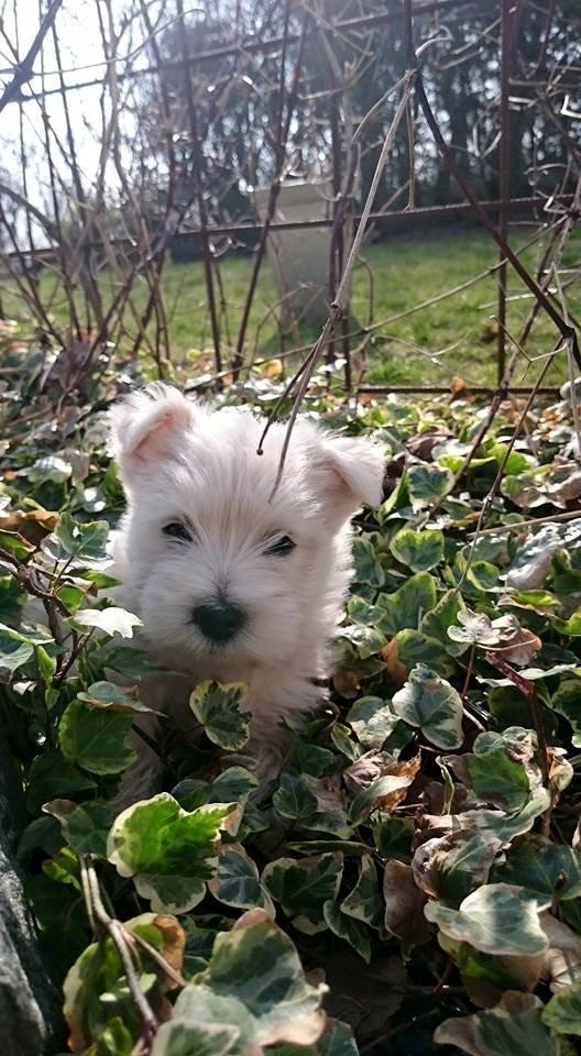 West highland white terrier Dipsy billede 25