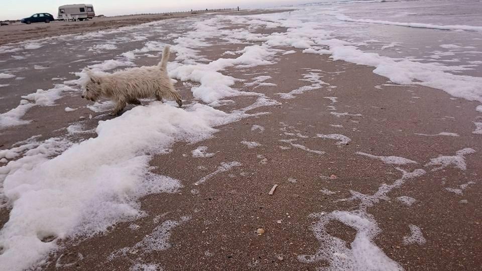 West highland white terrier Dipsy - Dipsy´s første tur på Rømø ,Pinsen 2015 billede 3