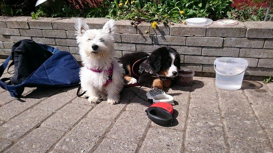 West highland white terrier Dipsy - Til show i berner senne klubben billede 7