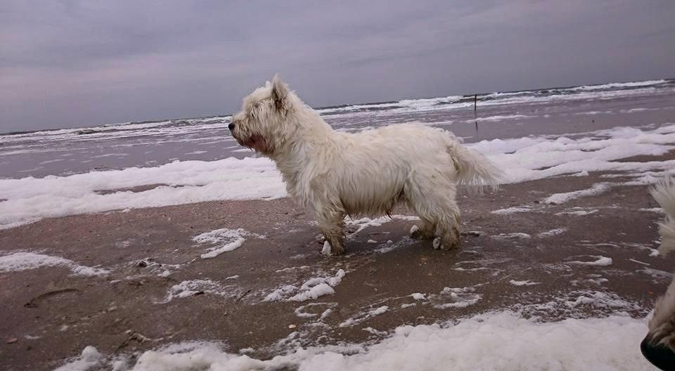 West highland white terrier Dipsy - Farmand med på Rømø i Pinsen 2015 billede 49