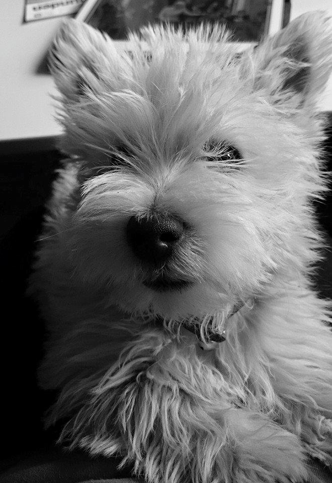 West highland white terrier Dipsy billede 22